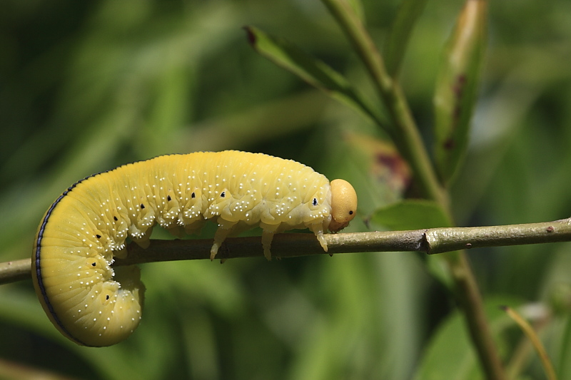 Grossa larva di imenottero Symphita